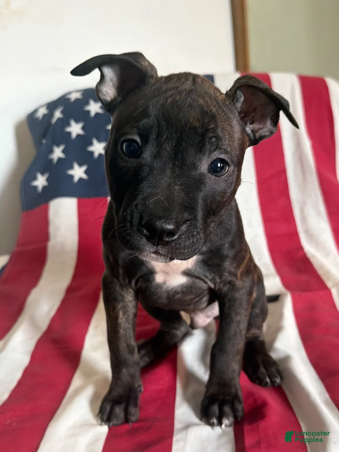 American Bully dogs for sale: American Bully 1.   ( Cosmo ) - Ad 1