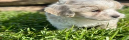 Maltipoo dogs for sale: Chuckles  - Ad 10