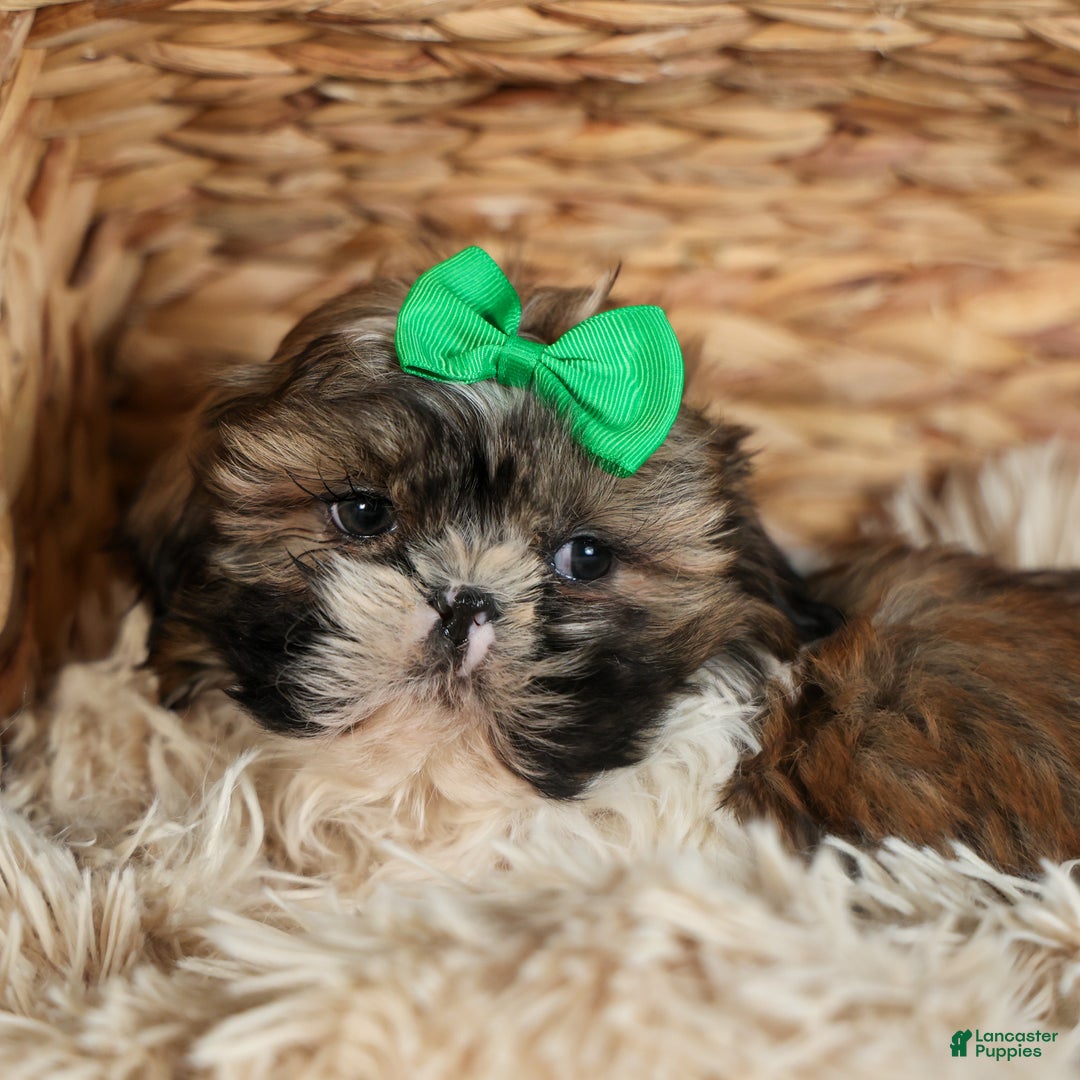 Shih Tzu dogs for sale: RUSTY - Ad 14