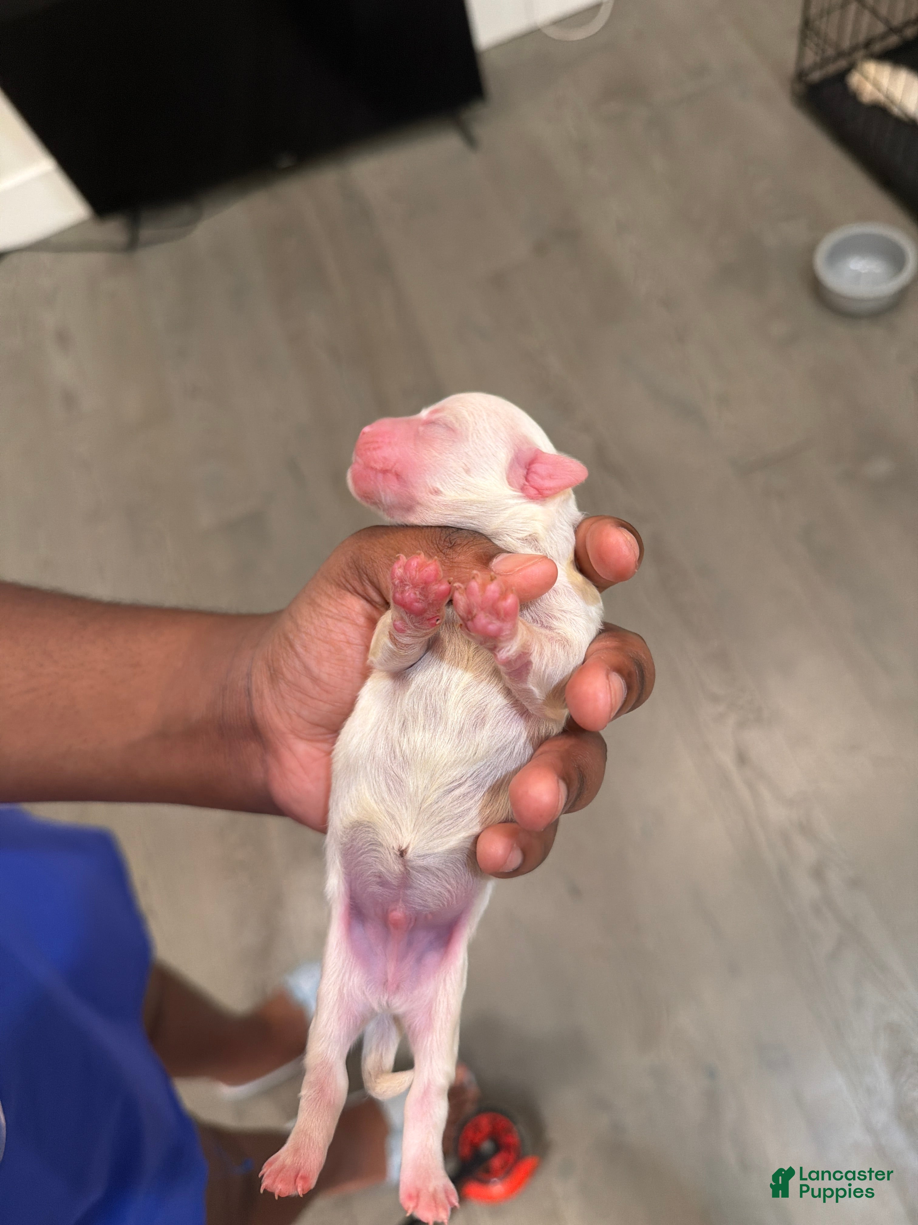 Mixed Breed dogs Mixed Breed 2 - Ad 11