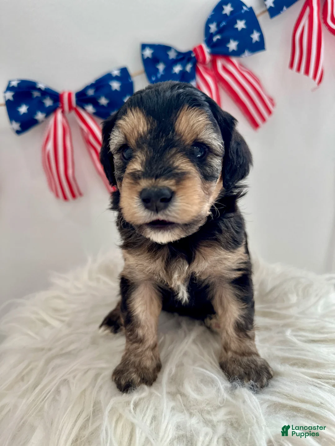 Mini Aussiedoodle dogs for sale: Marley - Ad 1