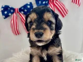 Mini Aussiedoodle dogs for sale: Marley - Ad 4