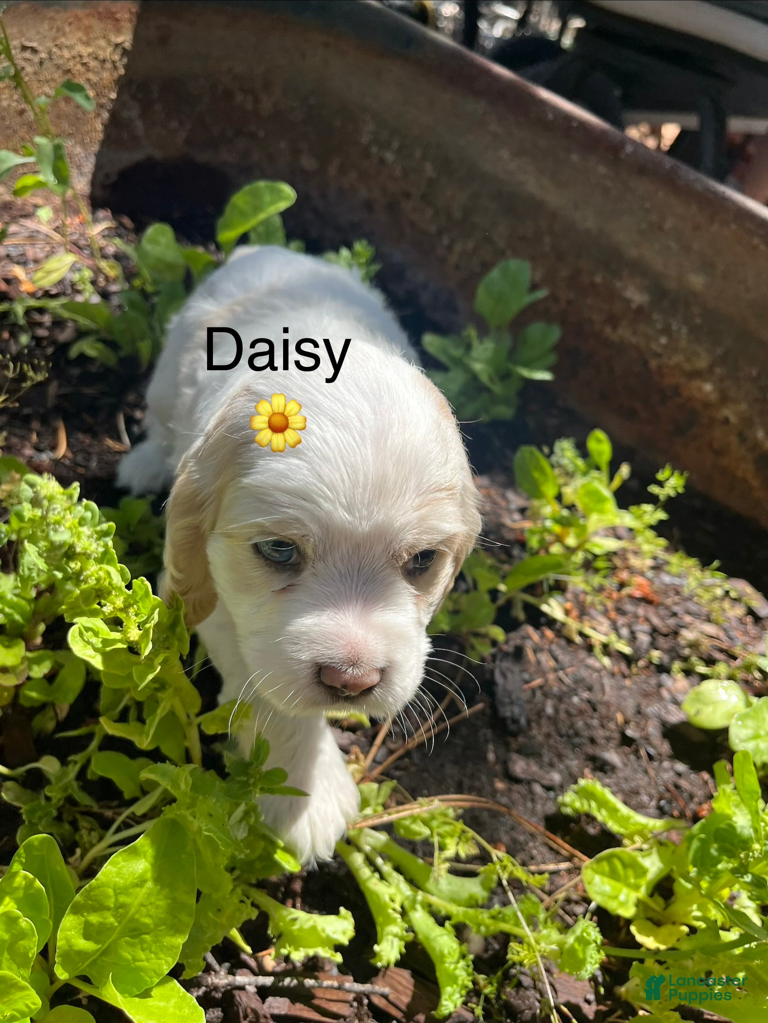 Cocker Spaniel dogs Cocker Spaniel Puppy 5 Female - Daisy - Ad 1