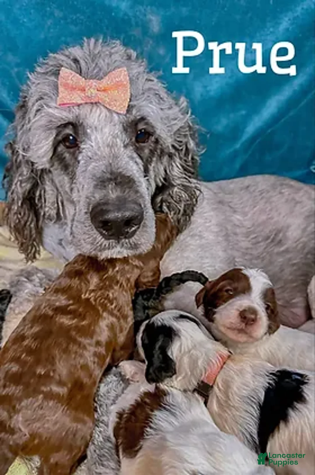 Saint Berdoodles dogs for sale: Peach - Ad 3