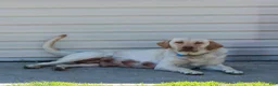 Labrador Retriever dogs for sale: Toby  - Ad 4