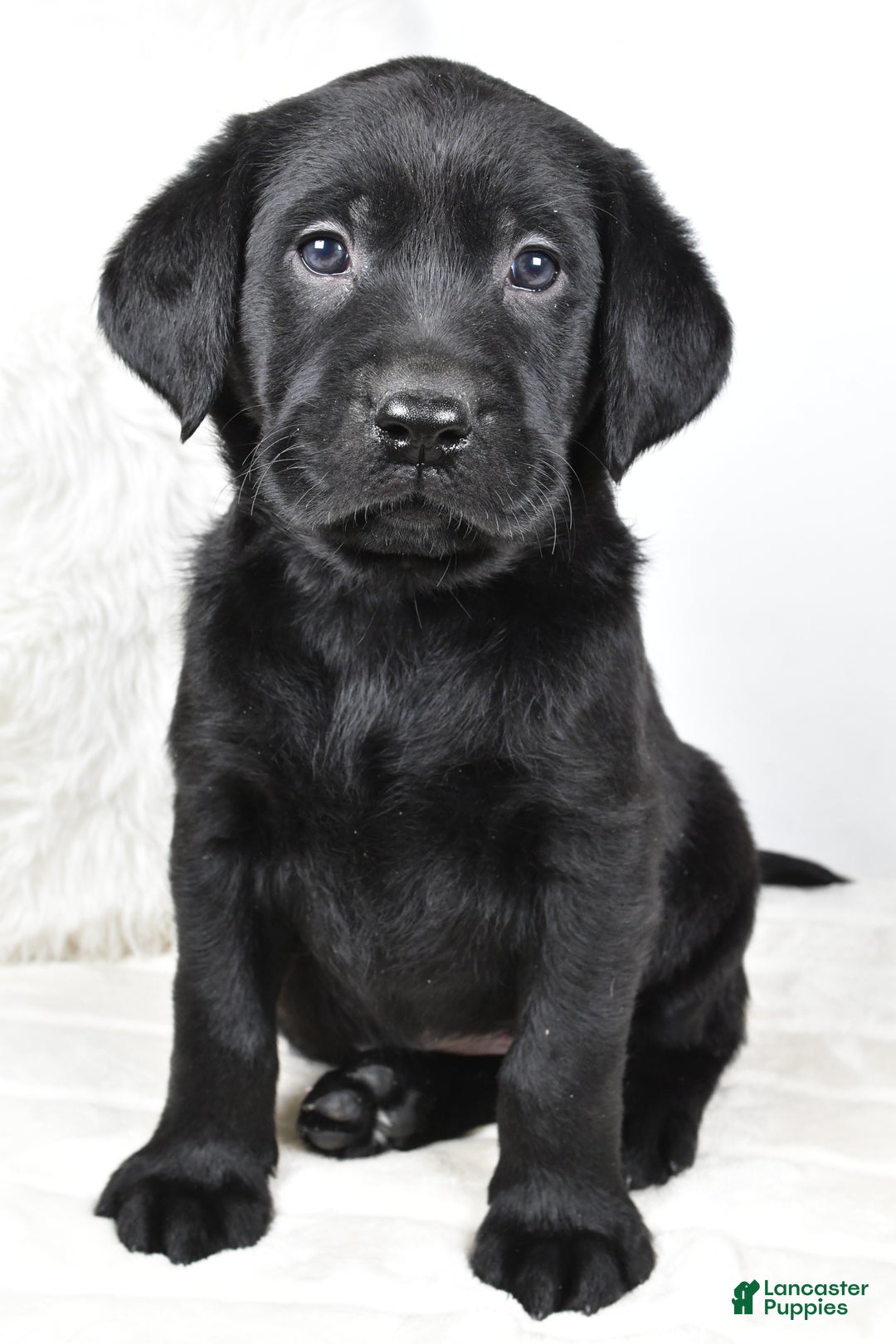 Labrador Retriever dogs for sale: Luna - Ad 3