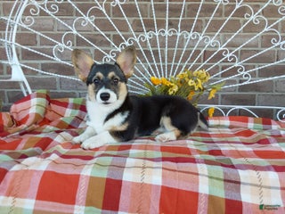 Welsh Corgi Pembroke dogs - Ad 18