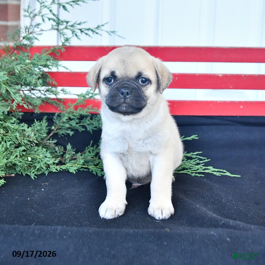 Mixed Breed dogs Snowball - Ad 1