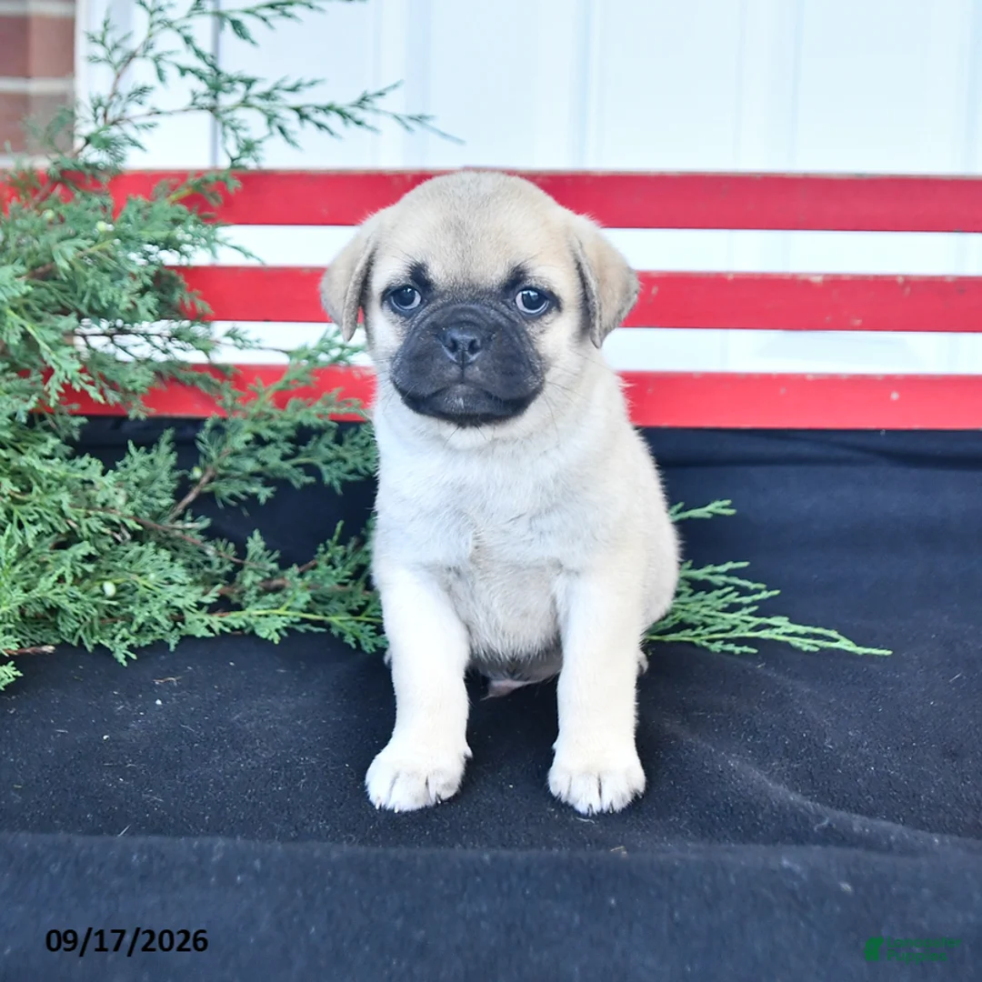 Mixed Breed dogs for sale: Snowball - Ad 1