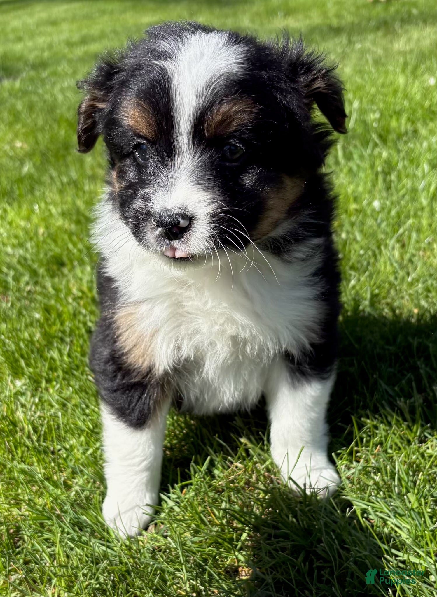 Mixed Breed dogs for sale: Tucker, shih Tzu/Pomeranian - Ad 2