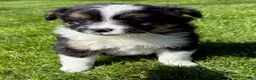 Mixed Breed dogs for sale: Tucker, shih Tzu/Pomeranian - Ad 1