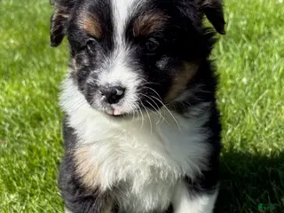 Mixed Breed dogs for sale: Tucker, shih Tzu/Pomeranian - Ad 2