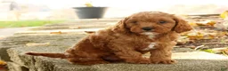 Cavapoo dogs for sale: Jack - Ad 6