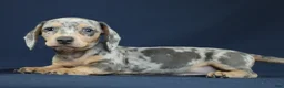 Miniature Dachshund dogs for sale: Emerald - Ad 6