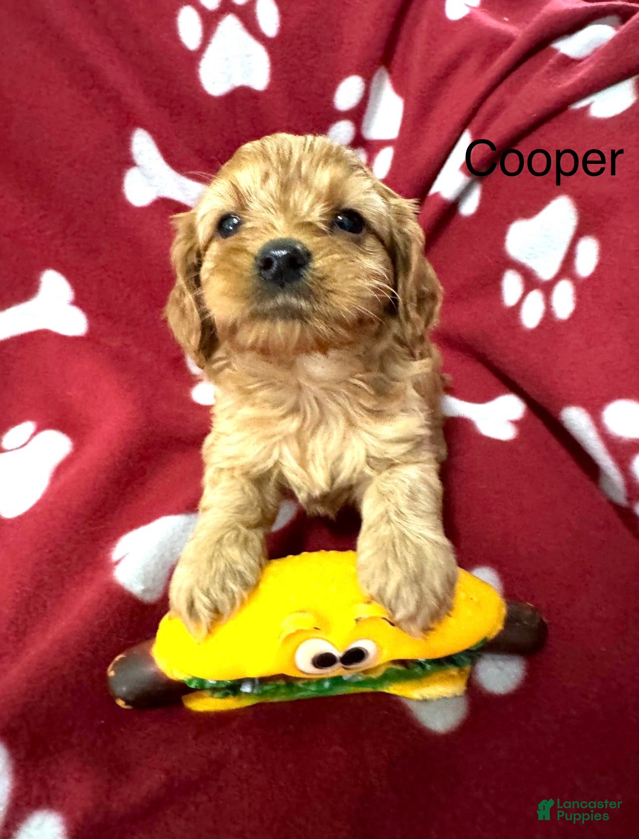 Cavapoo dogs for sale: Cavapoo Puppy 1 - Ad 1
