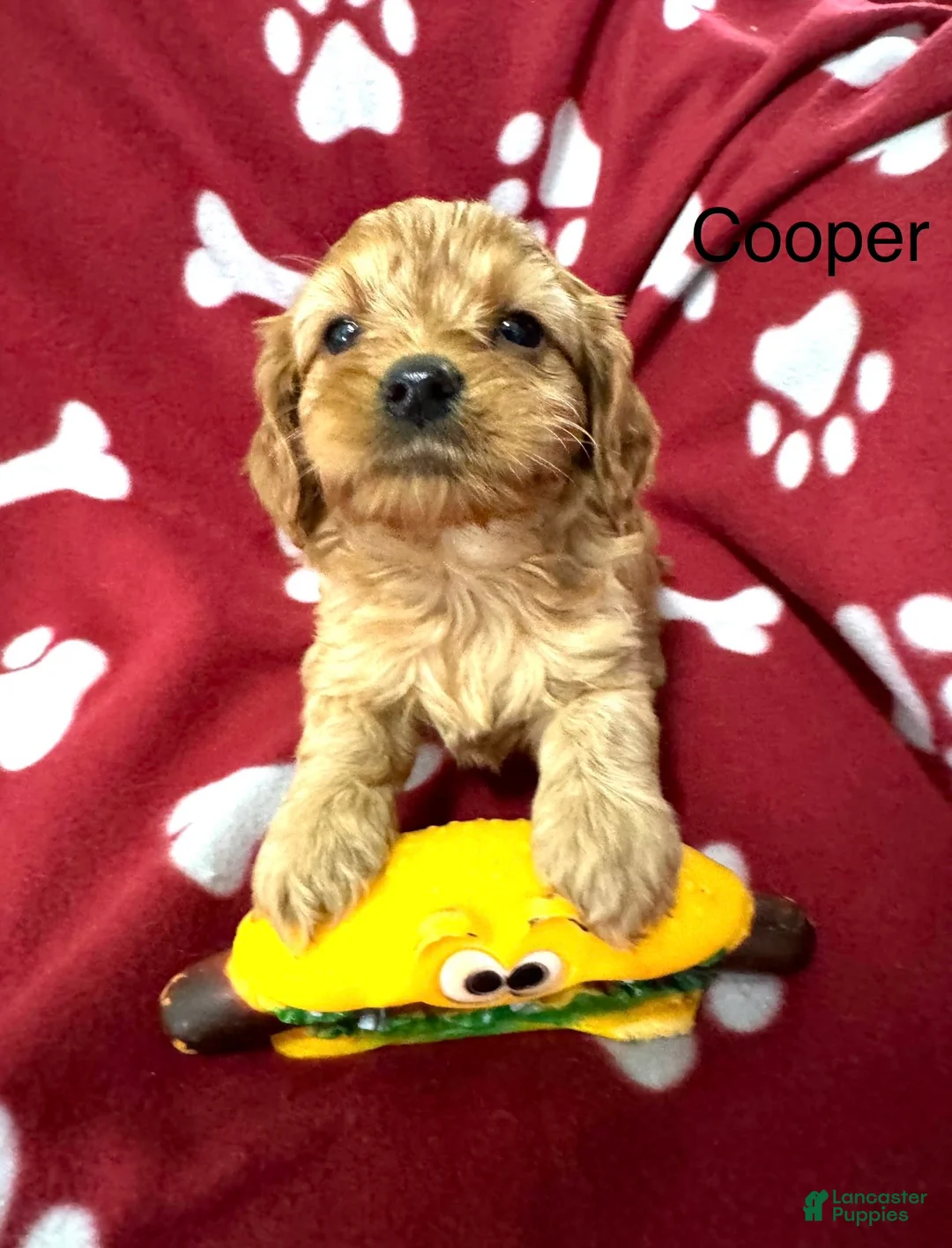 Cavapoo dogs for sale: Cavapoo Puppy 1 - Ad 1