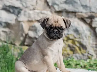 Pug dogs for sale: Honey - Ad 2