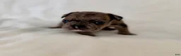 French Bulldog dogs for sale: Picho   - Ad 3
