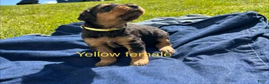 Yellow female
