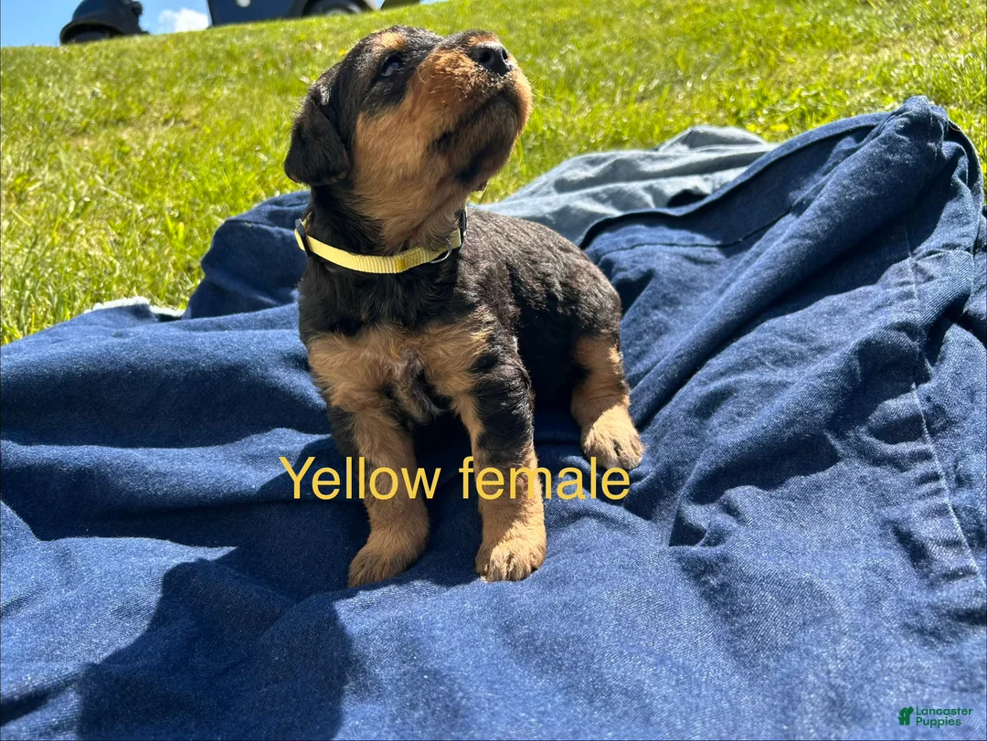 Airedale Terrier dogs for sale: Yellow female - Ad 1