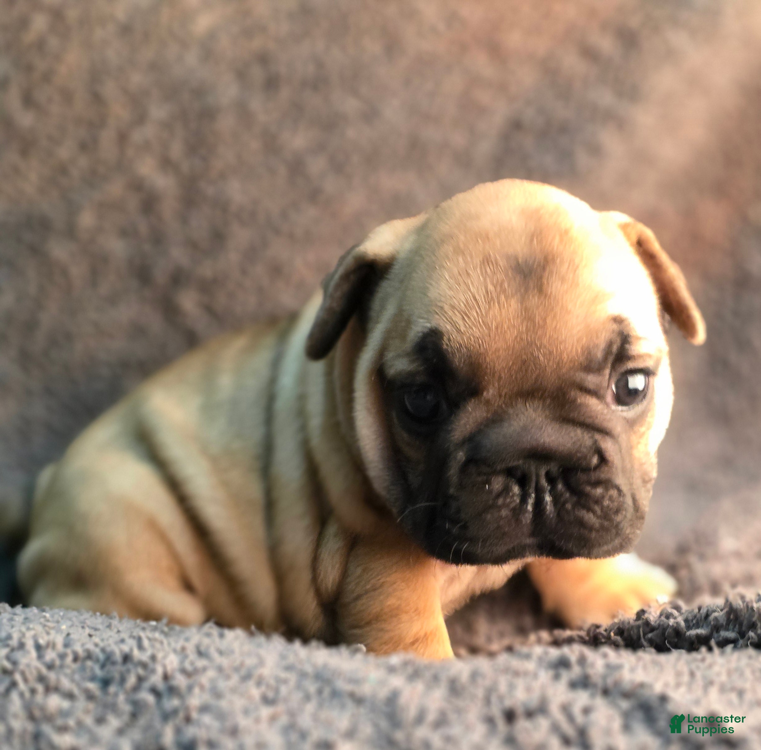French Bulldog dogs French Bulldog Puppy 2 - Ad 19