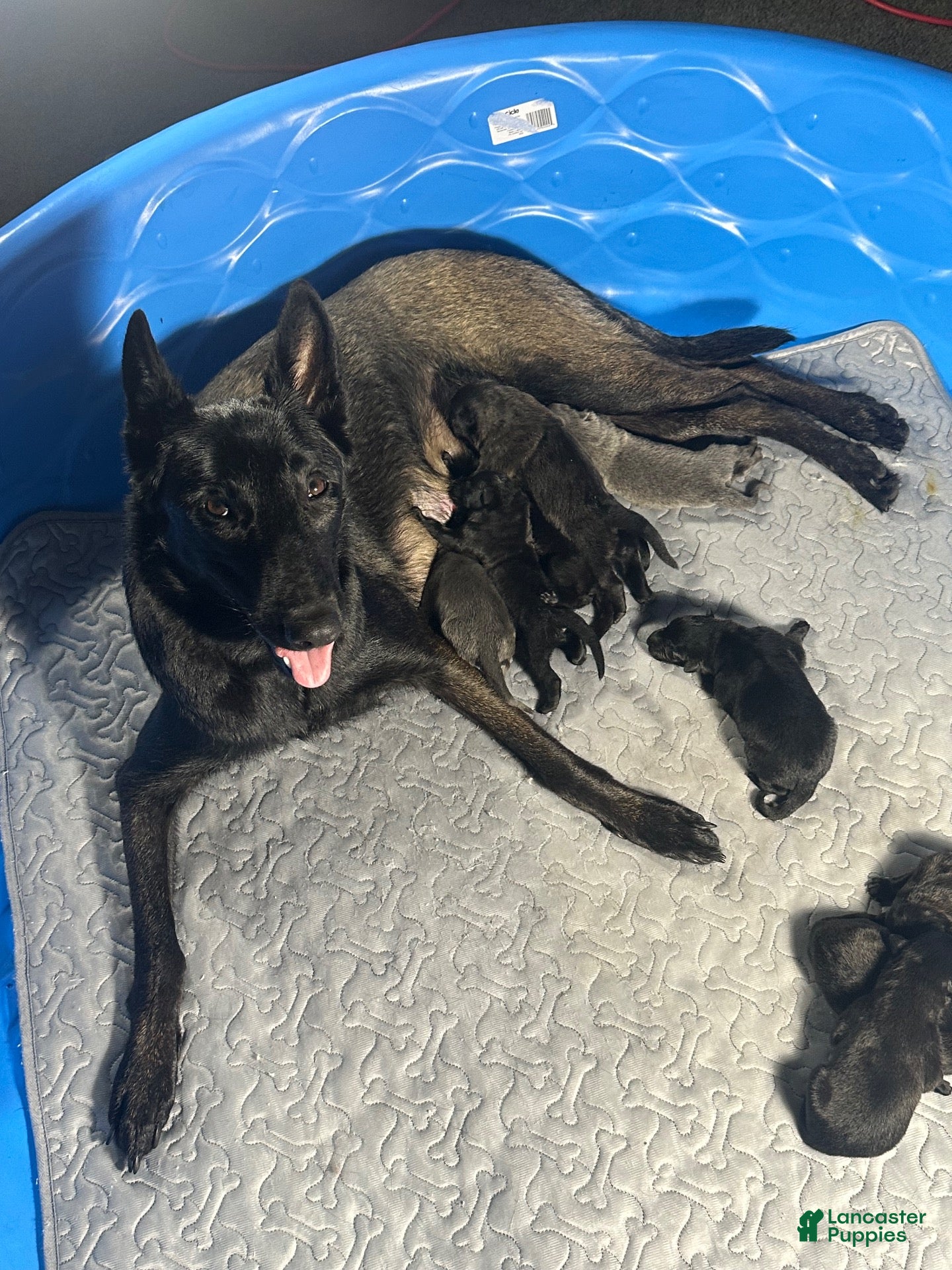 Belgian Malinois dogs Belgian Malinois 4 - Ad 2
