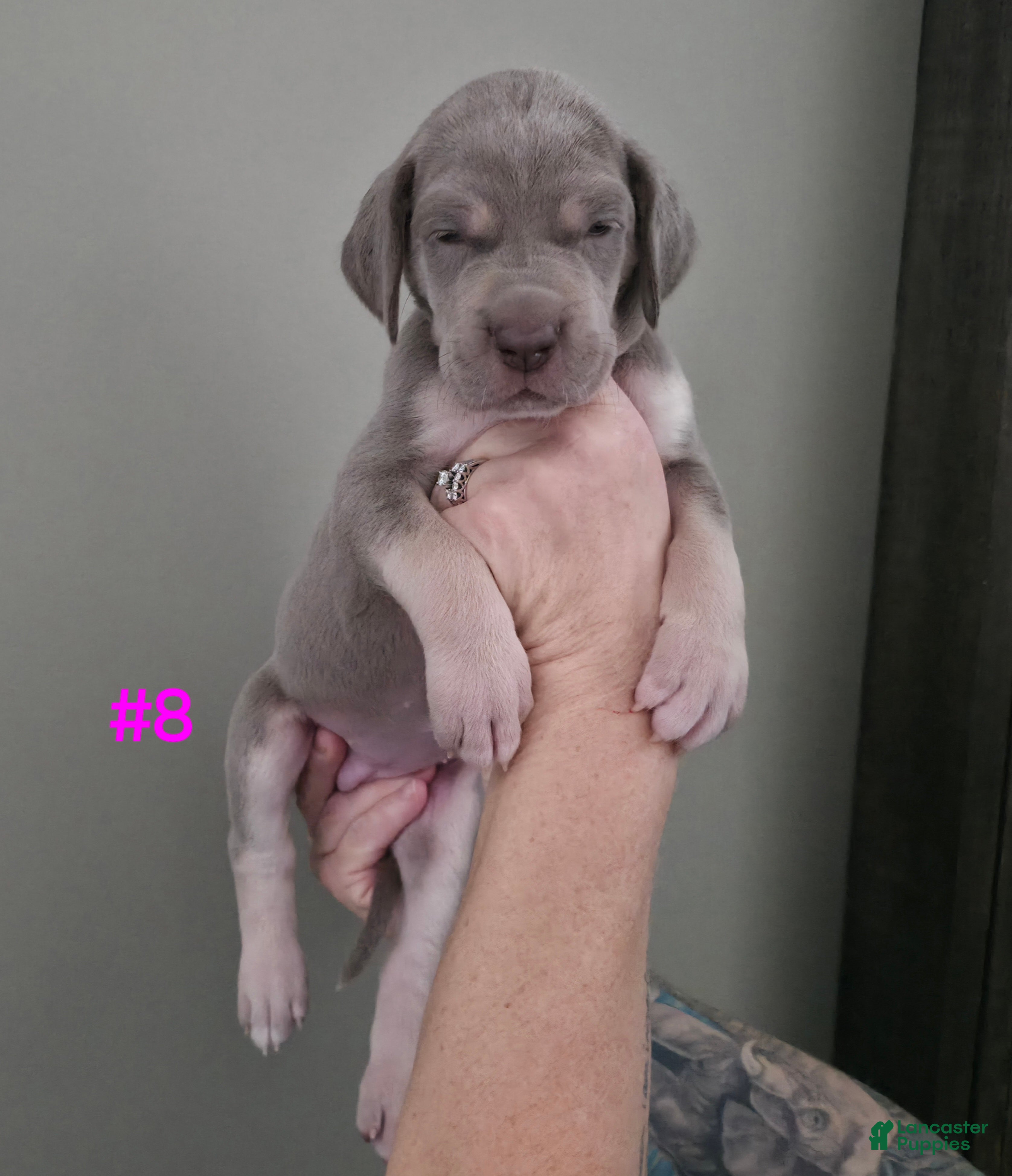 Great Dane dogs Great Dane Puppy 8 - Ad 37