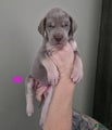 Great Dane Puppy 8