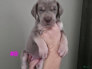 Great Dane dogs Great Dane Puppy 8 - Ad 37