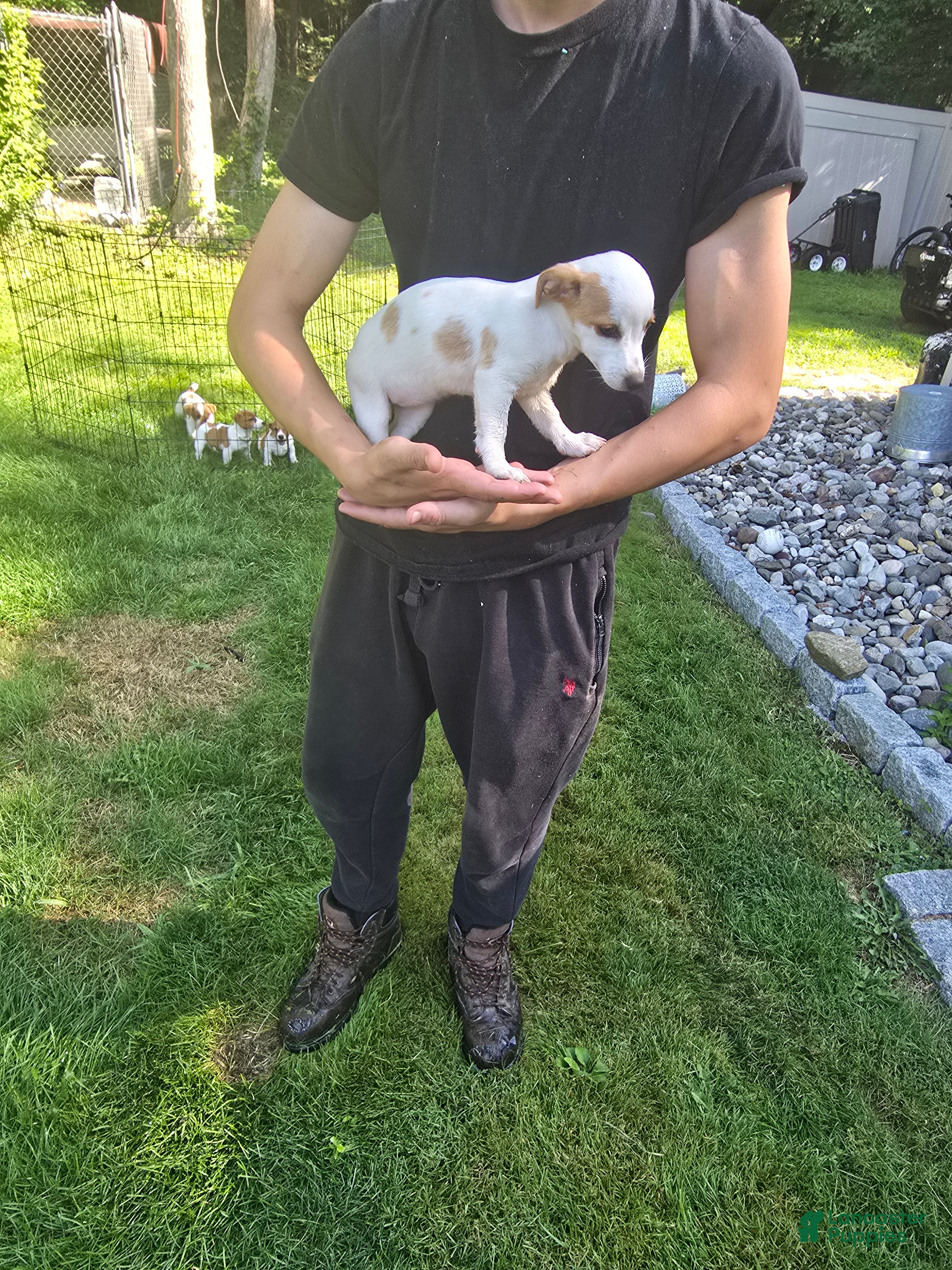 Jack Russell Terrier dogs Jack Russell Terrier 3 - Ad 2