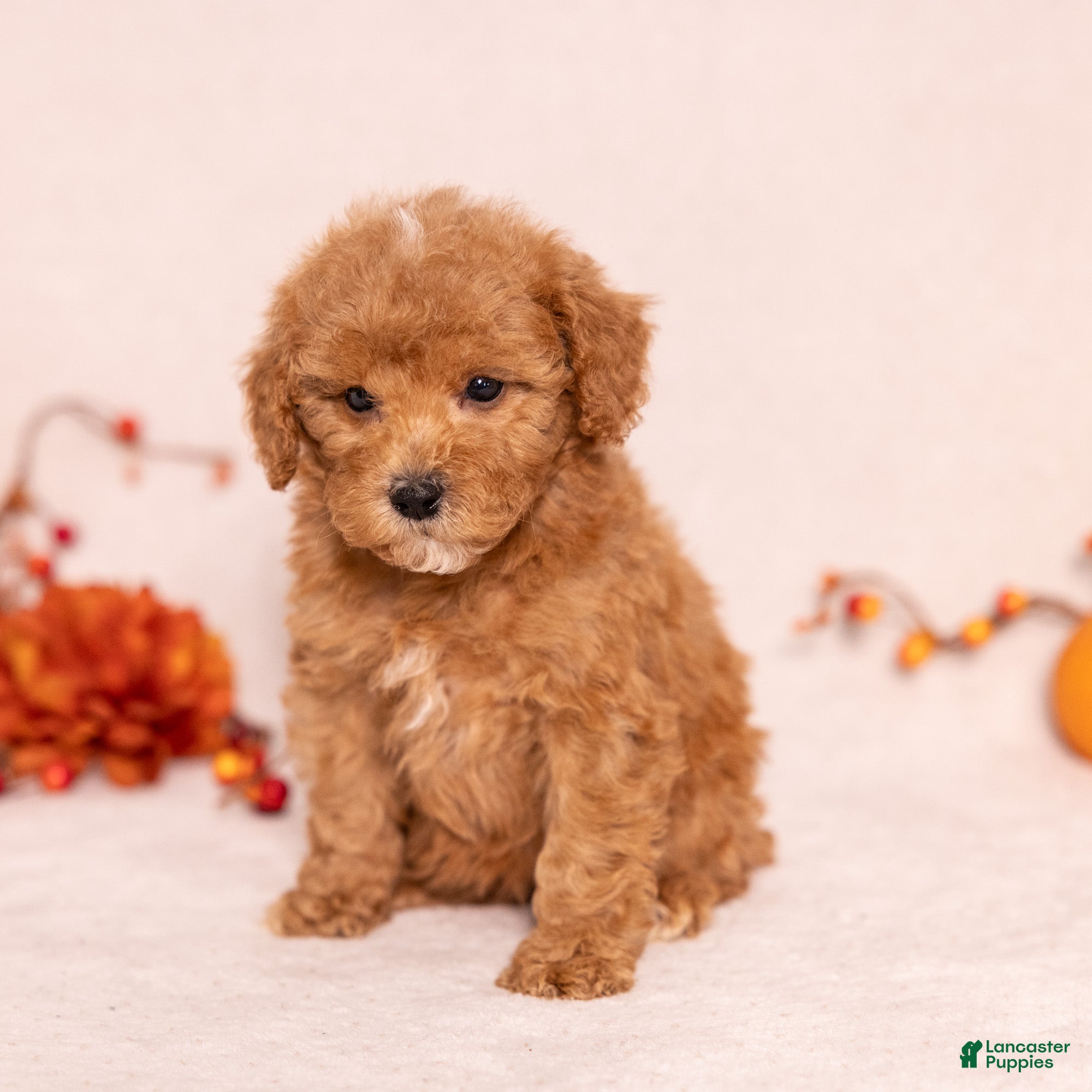 Miniature Poodle dogs for sale: Olivia - Ad 1