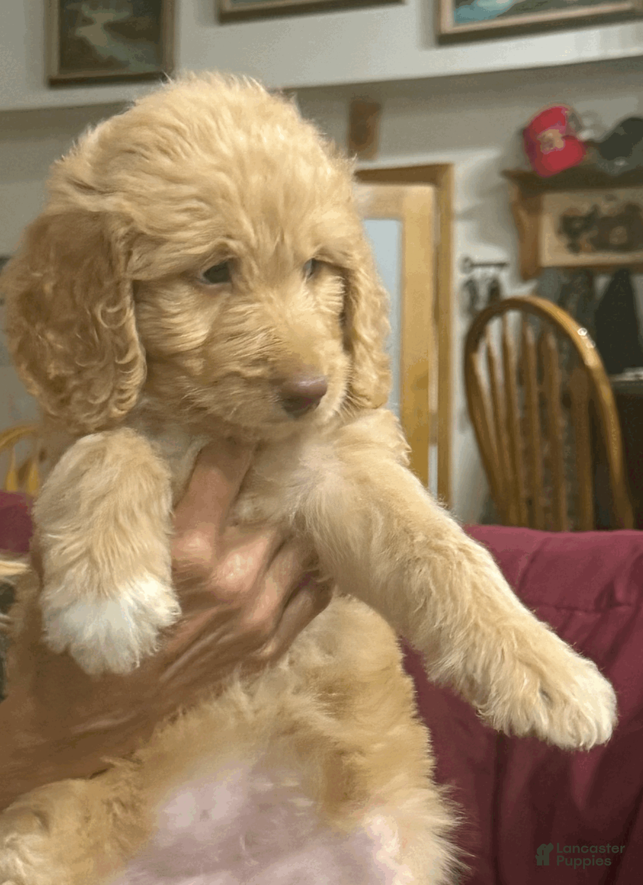 Goldendoodle dogs Orange - Ad 2