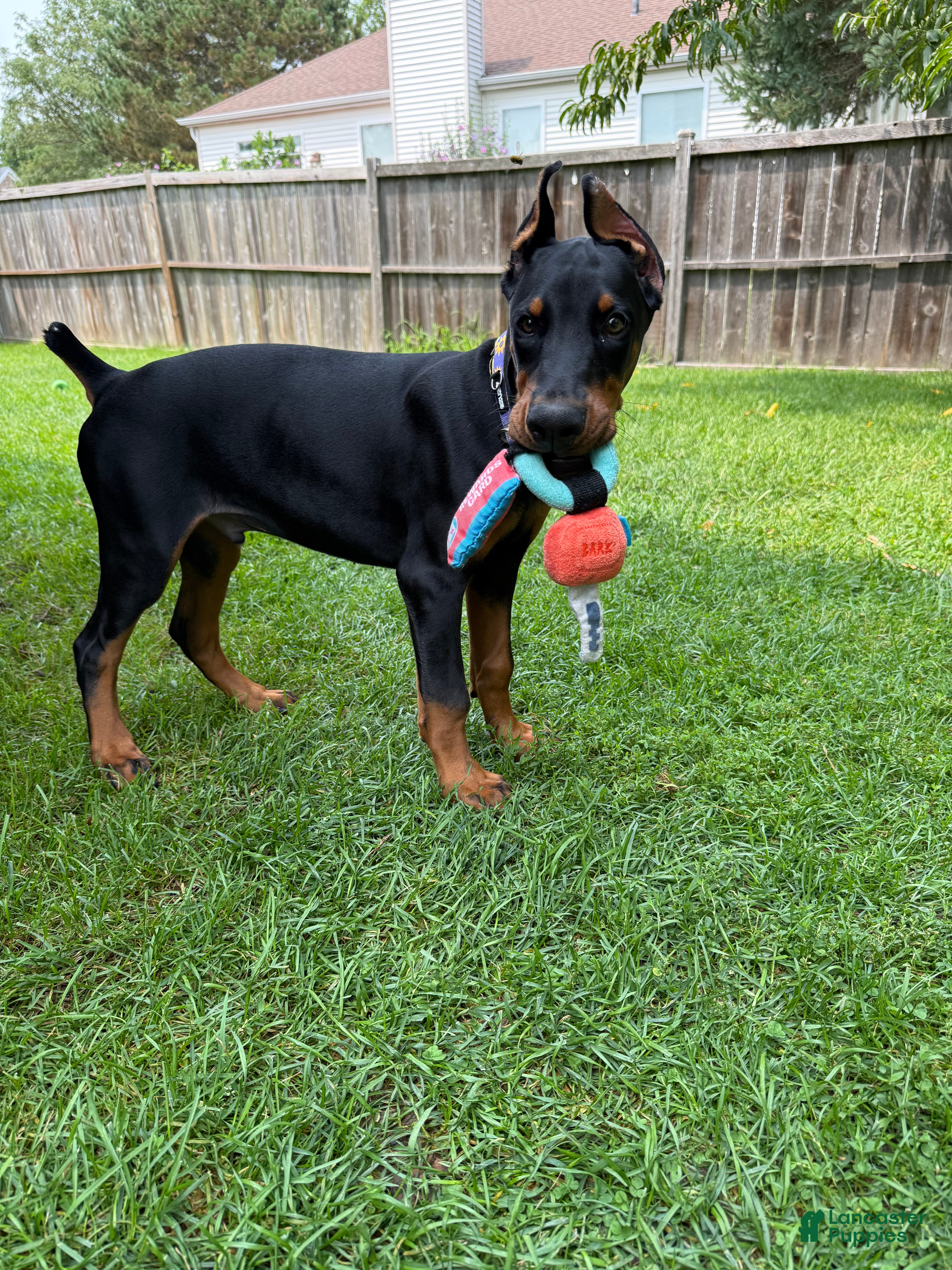Doberman Pinscher dogs Max - Ad 2