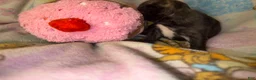 French Bulldog dogs for sale: Britney brindle  - Ad 3