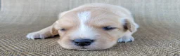 Australian Shepherd dogs for sale: Goldie - Ad 10
