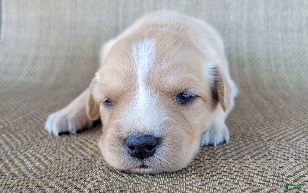 Australian Shepherd dogs for sale: Goldie - Ad 10