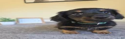Miniature Dachshund dogs for sale: Chai- AKC - Ad 7