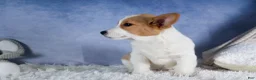 Welsh Corgi Pembroke dogs for sale: Morris - Ad 6