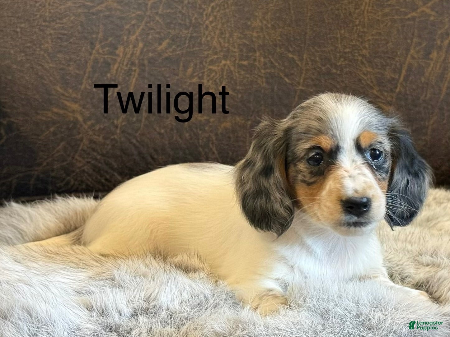 Miniature Dachshund dogs Twilight  - Ad 1