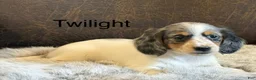 Miniature Dachshund dogs for sale: Twilight  - Ad 1
