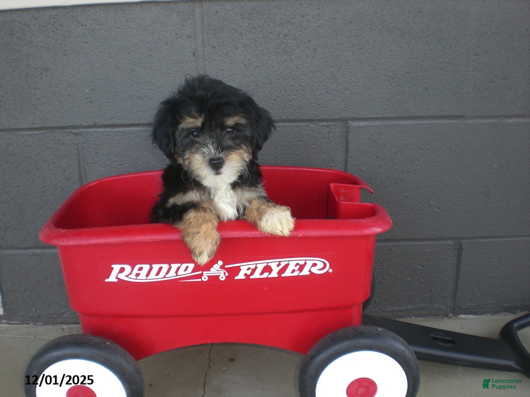 Yorkiepoo dogs for sale: Tina - Ad 8