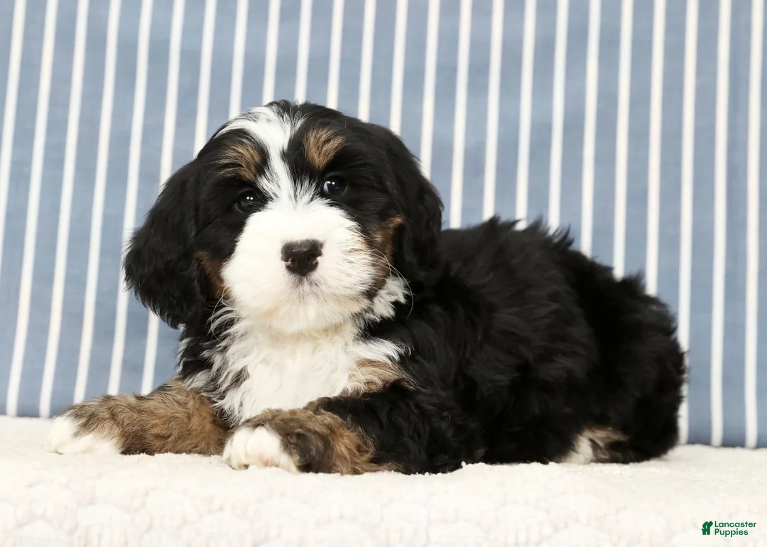 Mini Bernedoodle dogs for sale: Theo - Ad 7