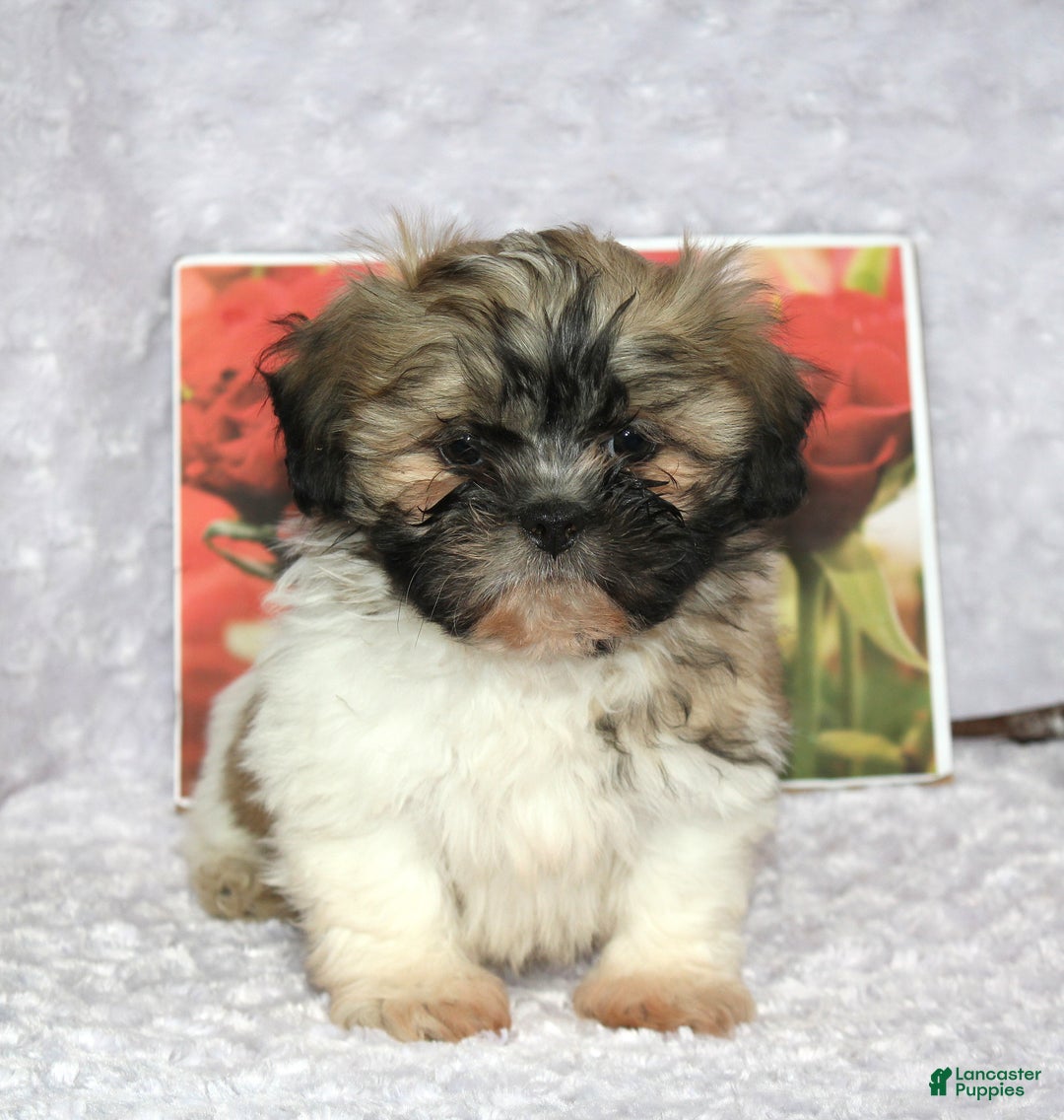 Shih Tzu dogs for sale: Kade - Ad 5