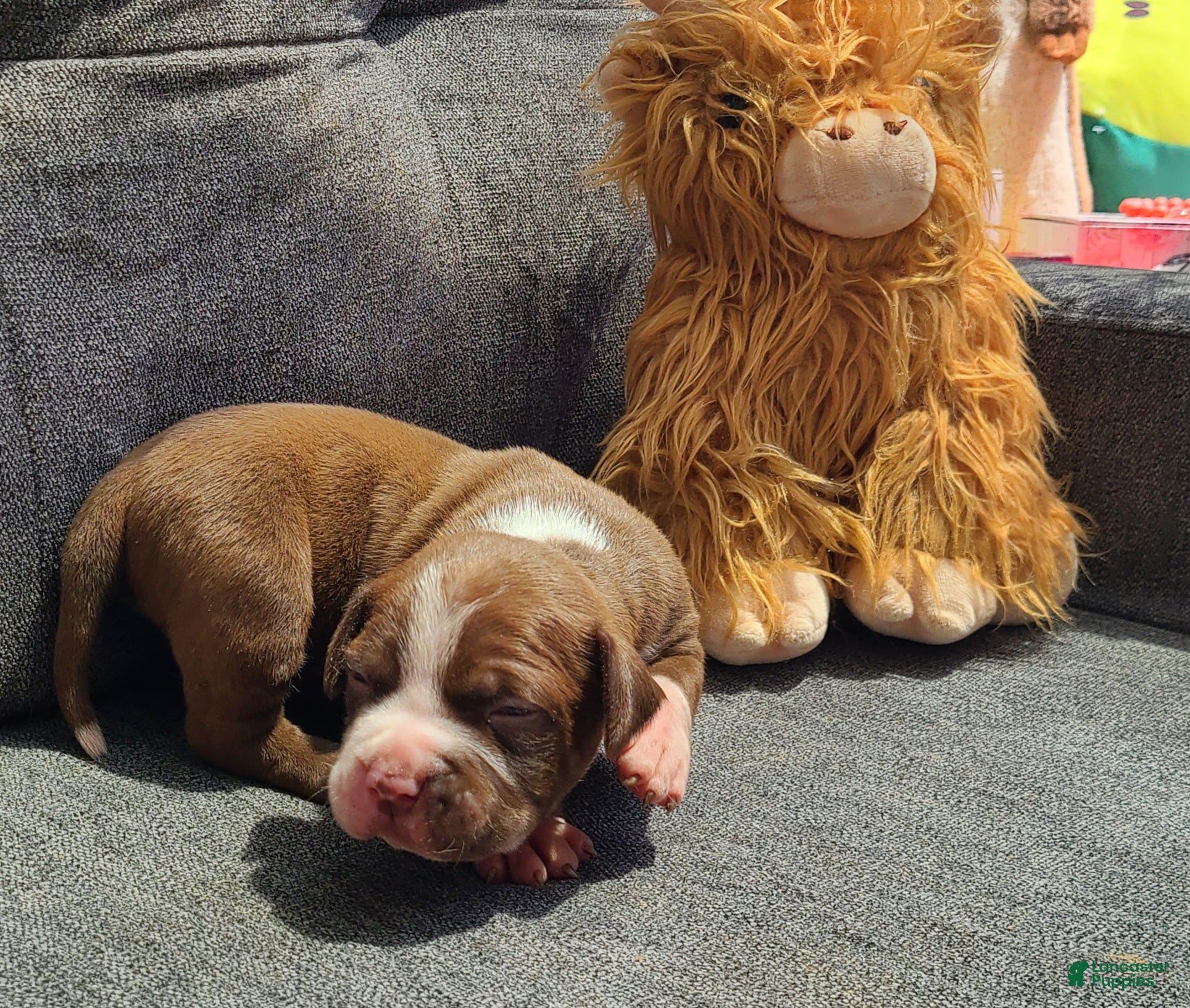 American Bully dogs Edward - Ad 1
