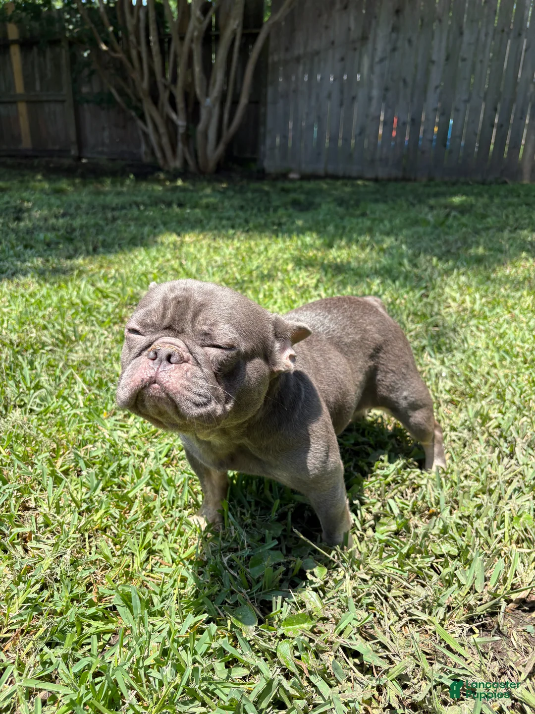 French Bulldog dogs for sale: French Bulldog  - Ad 2