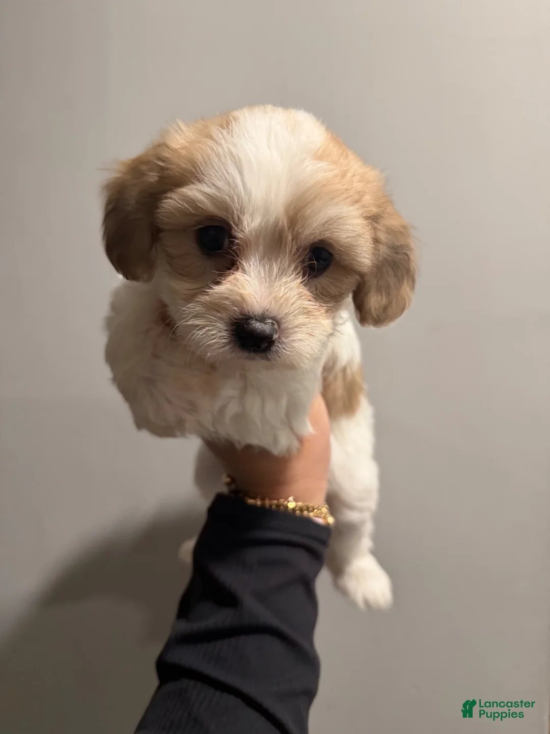 Shih Tzu dogs for sale: Vanilla - Ad 1