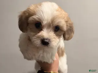 Shih Tzu dogs Vanilla - Ad 11