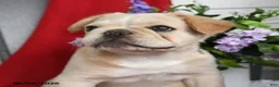 French Bulldog dogs for sale: Tucker - Ad 4