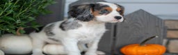 Cavalier King Charles Spaniel dogs for sale: Luke - Ad 1