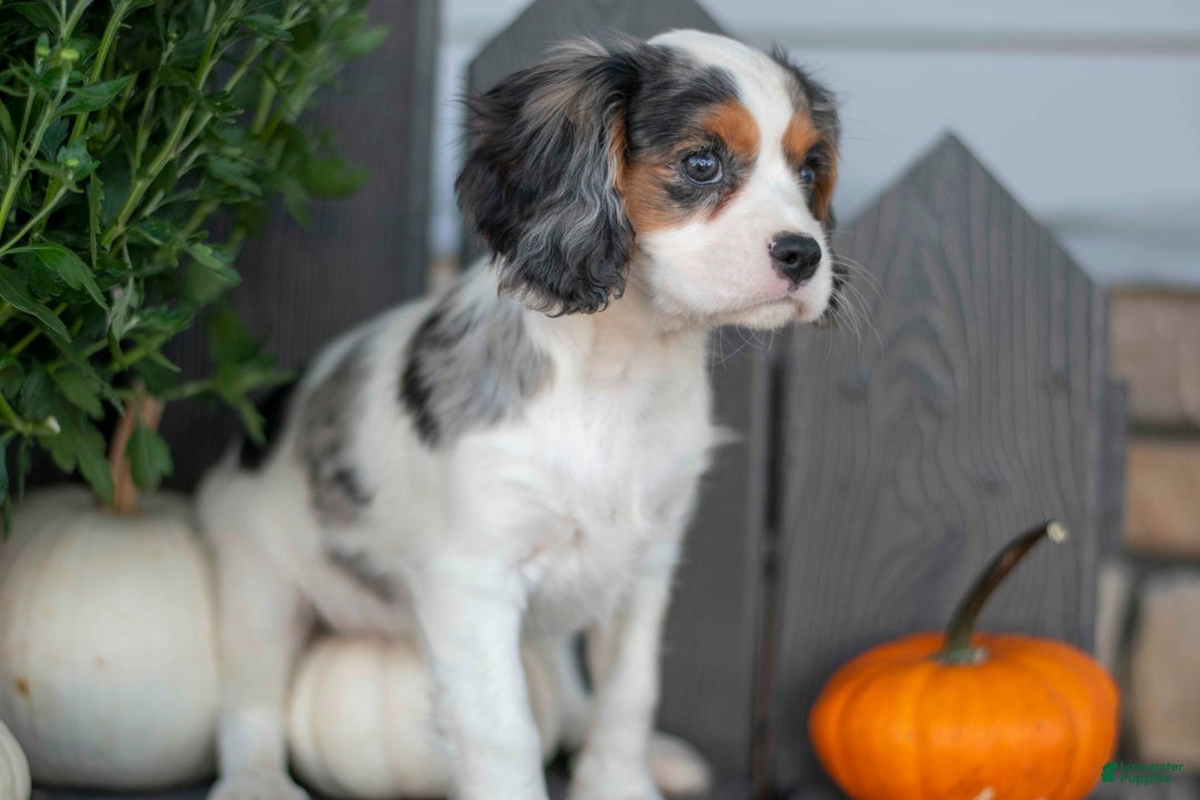 Cavalier King Charles Spaniel dogs for sale: Luke - Ad 1